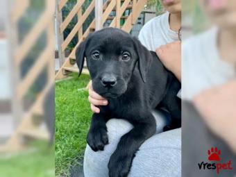 Ράτσα: Λαμπραντόρ - Labrador | Ηλικία: 3 μηνών | Φύλο: Αρσενικό | Αρ. Microchip: 67382927292 | Περιοχή: Αττική